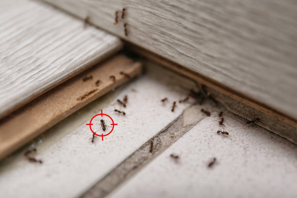 Best Emergency Pest Control  in Schaumburg, IL