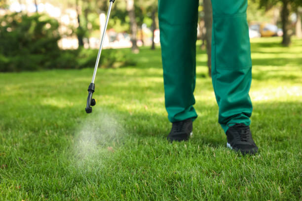 Best Wasp Removal Services  in Schaumburg, IL