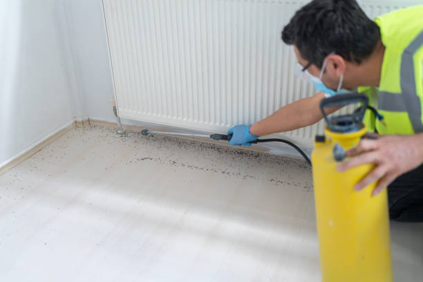 Best Ant Control Services  in Schaumburg, IL