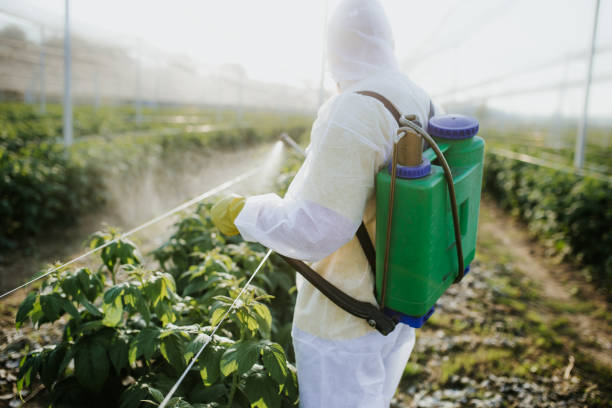 Best Local Pest Control Services  in Schaumburg, IL